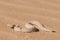 Peringuey\'s sand Adder