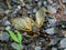 Periodical Brood X Cicada on the Ground, Close Up