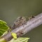 Periodical cicada on leaf