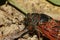 Periodical Cicadas , 17 year Cicada, multicolored insect in nature