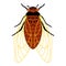 Periodical cicadas of Brood X. Cartoon illustration of an insect with wings and tentacles. Cicada - flat illustration, top view,