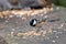 Periparus Ater, Coal Tit, or Cole Tit feeding in a natural woodland