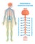 Peripheral nervous system, medical vector illustration diagram with brain, spinal cord and nerves.