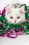 Perisan kitten with colorful streamers