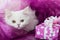 Perisan kitten with a purple blanket