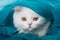 Perisan kitten with a turquoise blanket