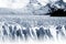 Perito Moreno Glacier