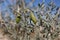 PERITOMA ARBOREA FRUIT - JOSHUA TREE NP - 120120 B