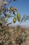 PERITOMA ARBOREA FRUIT - JOSHUA TREE NP - 120120 C