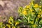 Peritoma arborea known as bladderpod, burrofat and California cleome blooming in Joshua Tree National Park, California