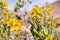 Peritoma arborea (known as bladderpod, burrofat and California cleome) wildflowers and seed pods in Joshua Tree National Park,