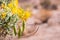 Peritoma arborea (known as bladderpod, burrofat and California cleome) wildflowers and seed pods in Joshua Tree National Park,