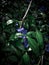 periwinkle. Beautiful flower. Blue flower. Flowers. Plants