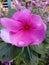 Periwinkle Beautiful Flower Hot Pink