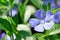 Periwinkle blue flowers blossom