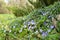 Periwinkle blue spring flowers bloom