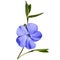 Periwinkle flower