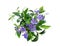 Periwinkle flower, bouquet of blue wildflowers on white background