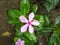 Periwinkle Flower Stock Photos- Growing Colorful Periwinkle Flowers and Plants.