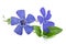 Periwinkle  flowers