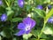 Periwinkle flowers in sunny garden