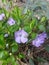 Periwinkle Latin Vinca - a genus of perennial grasses of the family Kutrovye