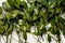 Periwinkle leaves mix green floral foliage decor