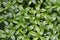 Periwinkle minor green leaves, small creeping ground covering plant in daylight during summer season