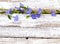 Periwinkle on old wood background