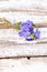 Periwinkle on old wood background