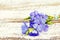 Periwinkle on old wood background in vintage style