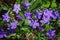 Periwinkle plant with green leaves and blue flowers