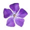 Periwinkle purple flower - Vinca minor