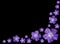 Periwinkle purple flowers - Vinca minor - isolated