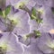 Periwinkle. Seamless pattern texture of pressed dry flowers.