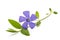 Periwinkle sprig with flower