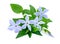 Periwinkle sprig with flowers