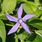 Periwinkle \\\'Vinca difformis\\\' flowers