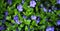 Periwinkle (Vinca minor) plant with flowers