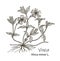 Periwinkle or Vinca minor, vintage engraved illustration. More realistic botanical illustration. Image for your design.