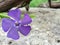 A Periwinkle Vinca minor wildflower against a stone background
