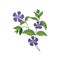 Periwinkle Wild Flower Hand Drawn Detailed Illustration