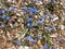 Periwinkle in the wood chips