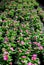 Periwinkles in the greenhouse