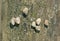 Periwinkles on a wood piling