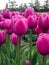 Perky deep pink tulips on long stems