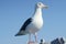 Perky Larus glaucescens