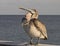 Perky Pelican Strikes a Gross Pose