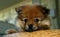 Perky Pomeranian Puppy