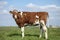 Perky priggish young cow with dirt on her fur, on her belly, is in full view in a green pasture under a blue sky with clouds